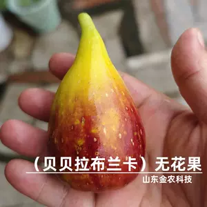 白无花果树 Top 59件白无花果树 22年12月更新 Taobao