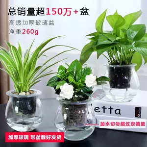 结婚盆花 新人首单立减十元 22年3月 淘宝海外
