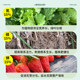 Compound fertilizer Vegetables, agricultural fertilizers, household breeds, fertilizer fertilizer fertilizer, fat fruit trees special nitrogen, phosphorus, potassium, and potassium common type