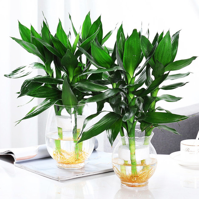 Guanyin Bamboo Rich Bamboo Hydroponic Plants Rooted Flowers Green Plants Pothos Indoor Potted Plants Transfer Bamboo Water for Good Growth