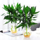 Guanyin Bamboo Rich Bamboo Hydroponic Plants Rooted Flowers Green Plants Pothos Indoor Potted Plants Transfer Bamboo Water for Good Growth