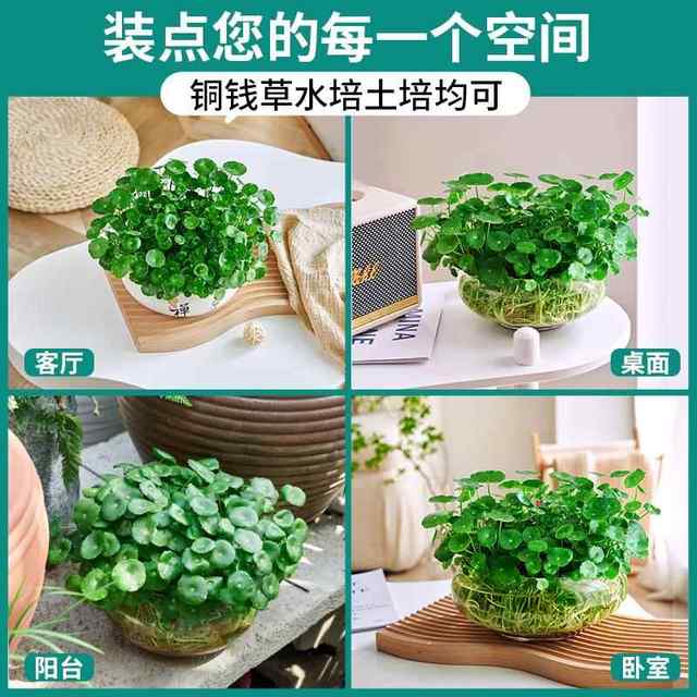 Large-leaf Copper Cotton Grass hydroponic plants indoors good for fish tank water plants special water-raising money grass flowers green plants potted plants