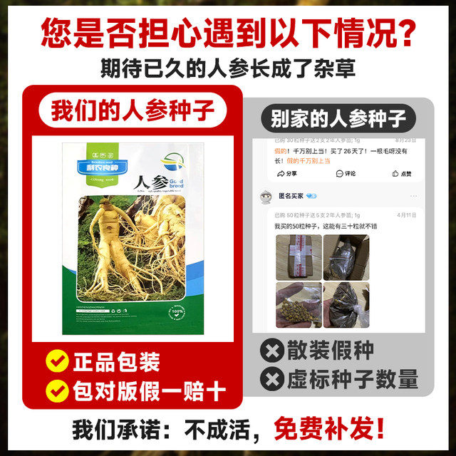Ginseng Changbai Mountain Seed Wild Ginseng Seeds Planting Seedlings in Four Seasons Sowing Balcony Pot Planting Perennial Medicinal Materials Vegetable Seeds