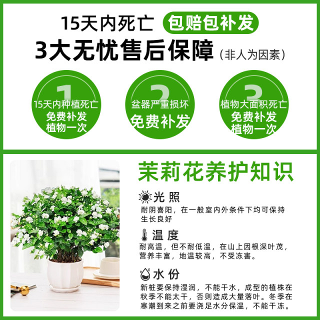 Jasmine potted saplings, Jiulixiang old pile green plants, easy to grow indoors, flowers blooming all year round