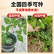 Ginseng Changbai Mountain Seed Wild Ginseng Seeds Planting Seedlings in Four Seasons Sowing Balcony Pot Planting Perennial Medicinal Materials Vegetable Seeds