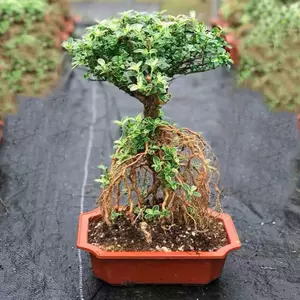 六月雪老桩 新人首单立减十元 22年3月 淘宝海外