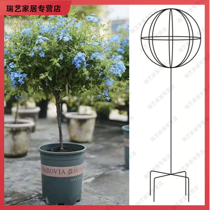 风车花盆栽 新人首单立减十元 21年11月 淘宝海外