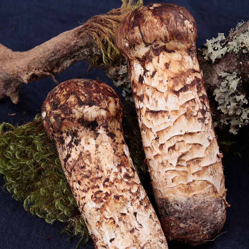 云南野生松茸菌新鲜香格里拉菌菇非干货松树菌 5-7cm松菌菇500g