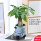 Money tree potted easy living plants indoor living room green plants small bonsai four seasons evergreen office potted flowers