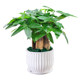 Money tree potted easy living plants indoor living room green plants small bonsai four seasons evergreen office potted flowers