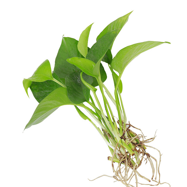 Hydroponic plants green plants indoor water-cultured white palm flowers potted arrowroot and green dill office four-season aquatic rich bamboo