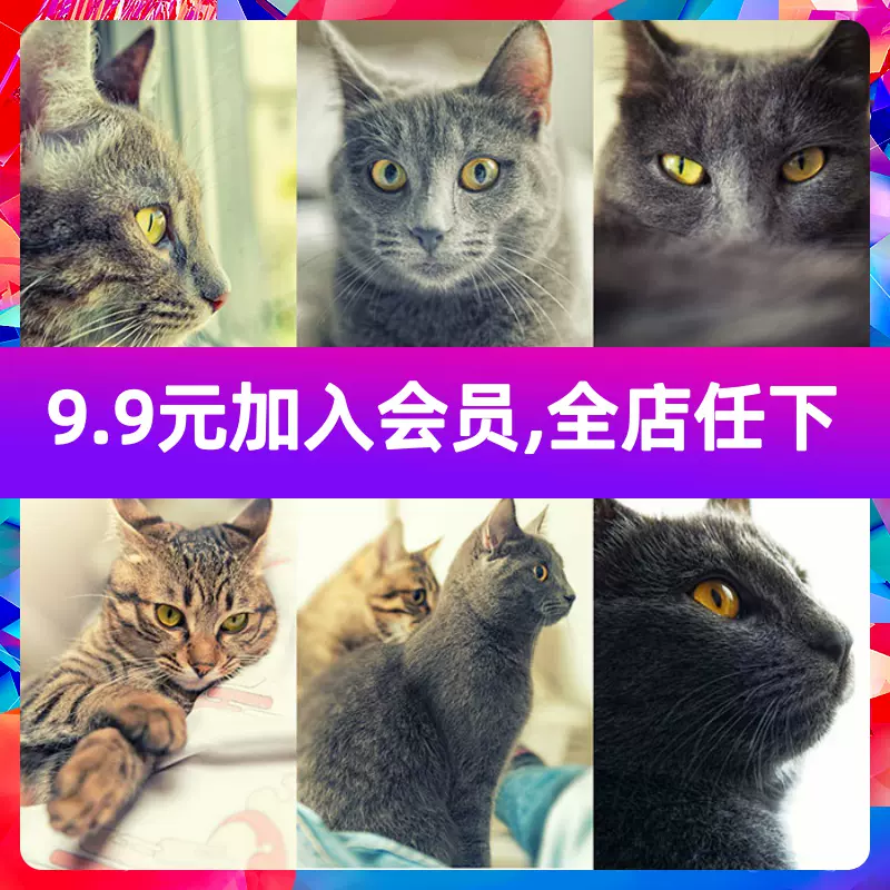 高清jpg图片动物宠物可爱猫咪小猫摄影特写设计合成素材库