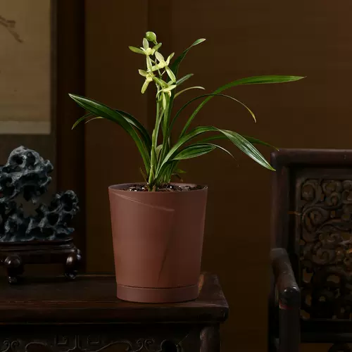 植物粗砂 新人首单立减十元 22年2月 淘宝海外