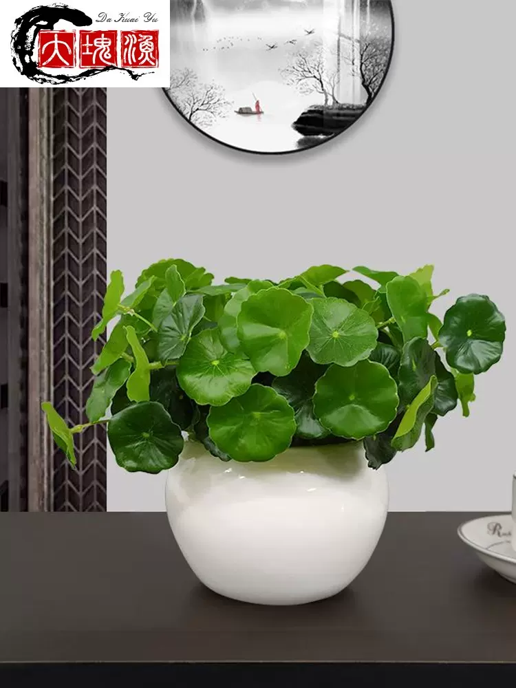 适合室内盆栽 新人首单立减十元 21年11月 淘宝海外 适合室内盆栽 新人首单立减十元 21年11月 淘宝海外