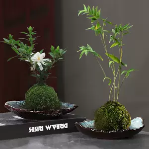 水培盆栽器皿富贵竹 新人首单立减十元 22年9月 淘宝海外