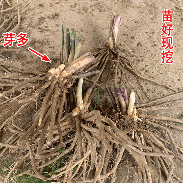 Asparagus seedlings Asparagus seedlings roots with soil, white green asparagus purple fruit Asparagus potted plant garden balcony four seasons vegetable seedlings
