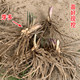 Asparagus seedlings Asparagus seedlings roots with soil, white green asparagus purple fruit Asparagus potted plant garden balcony four seasons vegetable seedlings
