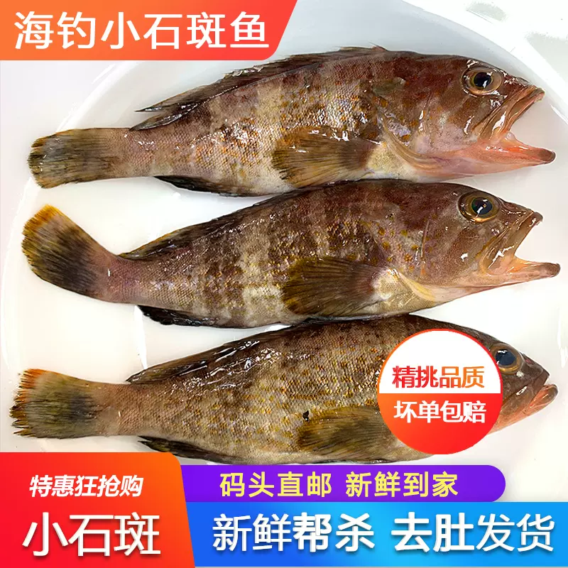 小石斑鱼新鲜活速冻海捕海鲜水产石翁鱼一斤装黄丁斑小土过鱼-Taobao