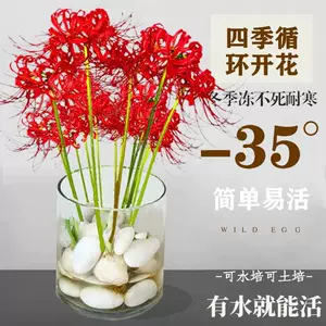 石蒜种球彼岸花 新人首单立减十元 22年3月 淘宝海外