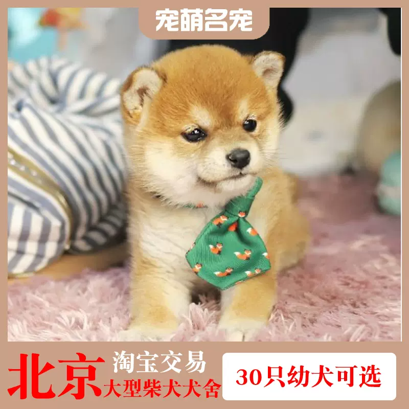 日本柴犬幼犬純種活體豆柴赤柴白柴黑色柴犬寵物狗fci 小型犬cku