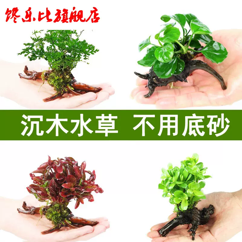 鱼缸水中植物盆 新人首单立减十元 21年11月 淘宝海外