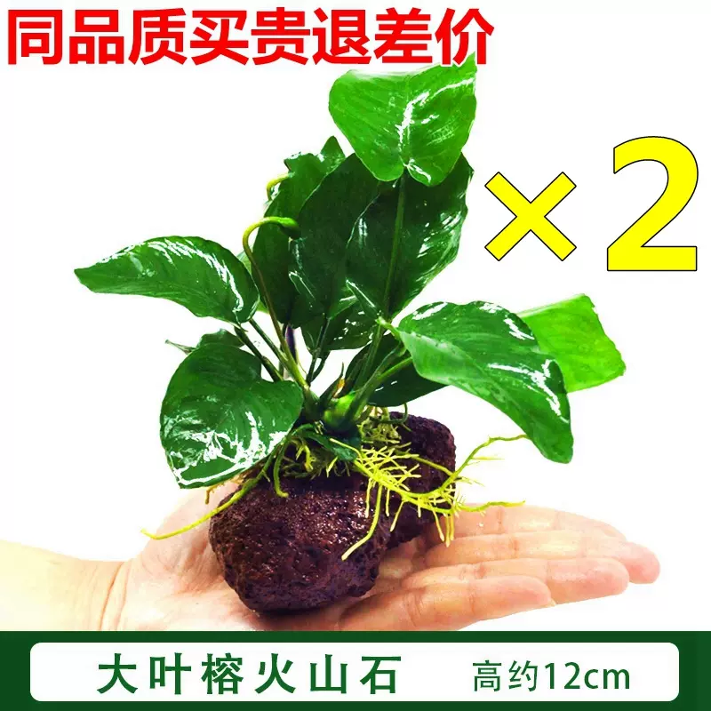 鱼缸水中植物盆 新人首单立减十元 21年11月 淘宝海外