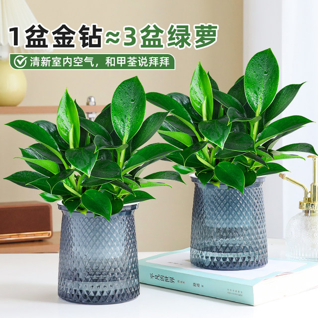 Golden diamond pot green plants large pot green ivy removes indoor formaldehyde plants flowers hydroponics office purifies the air and is easy to nourish