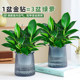 Golden diamond pot green plants large pot green ivy removes indoor formaldehyde plants flowers hydroponics office purifies the air and is easy to nourish