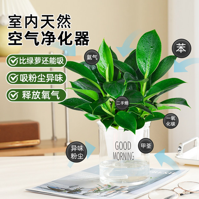 Golden diamond pot green plants large pot green ivy removes indoor formaldehyde plants flowers hydroponics office purifies the air and is easy to nourish