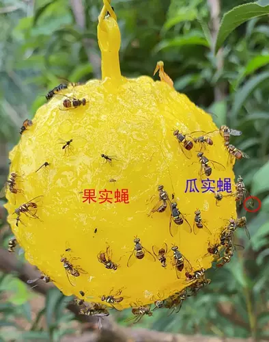 粘蝇用品 新人首单立减十元 22年2月 淘宝海外