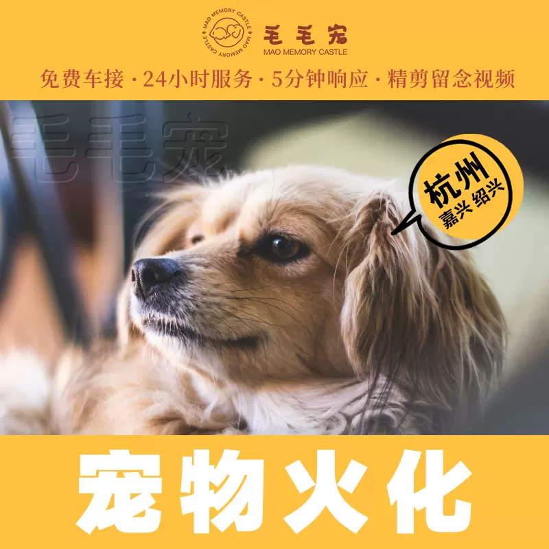 貓貓狗狗殯葬寵物火化杭州紹興嘉興動物善終火葬葬禮喪葬毛毛
