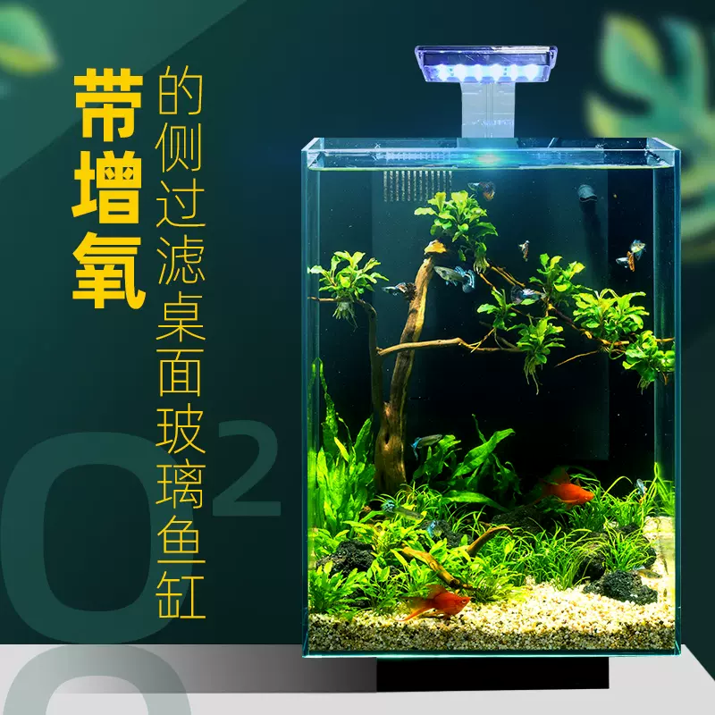阿諾比真水草超白玻璃自循環過濾小型生態魚缸豎高 阿諾比真水草超白玻璃自循環過濾小型生態魚缸豎高
