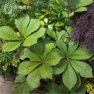 日小绿植 新人首单立减十元 22年6月 淘宝海外