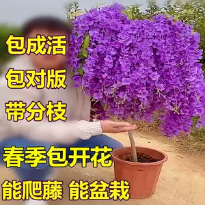 包树花树苗 新人首单立减十元 22年3月 淘宝海外