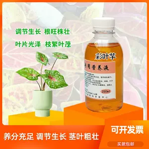 彩叶芋花 新人首单立减十元 22年11月 淘宝海外