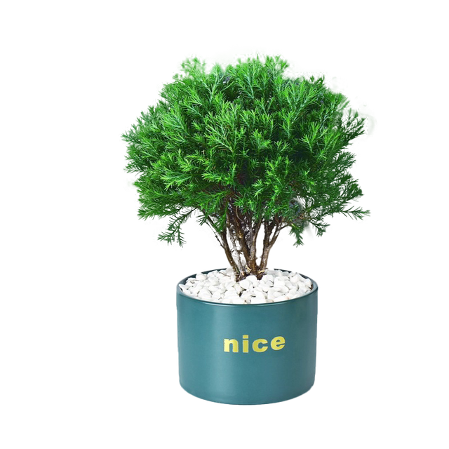 Put green pine plants in pots in rime, good for nourishing green plants in all seasons, office desktop green plants to relieve stress and stabilize emotions