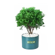 Put green pine plants in pots in rime, good for nourishing green plants in all seasons, office desktop green plants to relieve stress and stabilize emotions