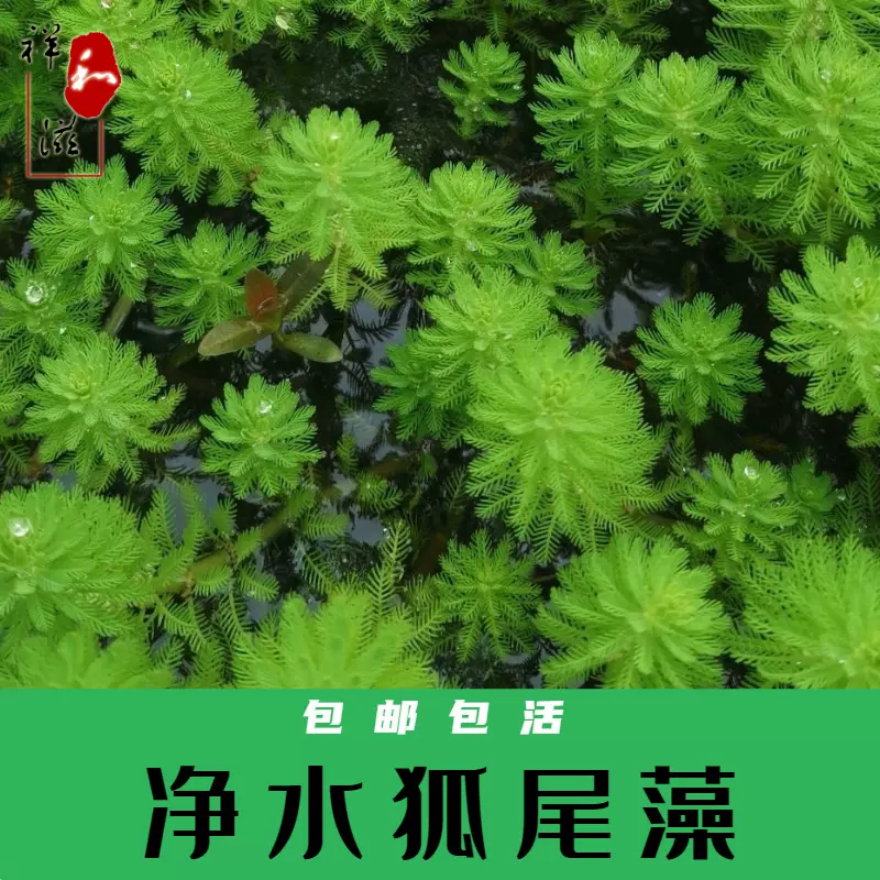 狐尾植物 新人首单立减十元 21年12月 淘宝海外