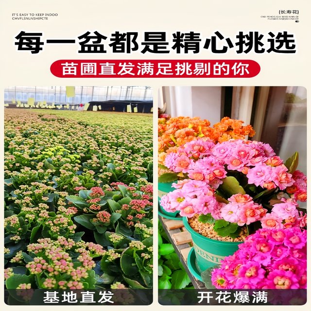 Longevity flower potted double large flowers with buds seedlings are good for all seasons flowering plants indoor desktop flowers and green plants