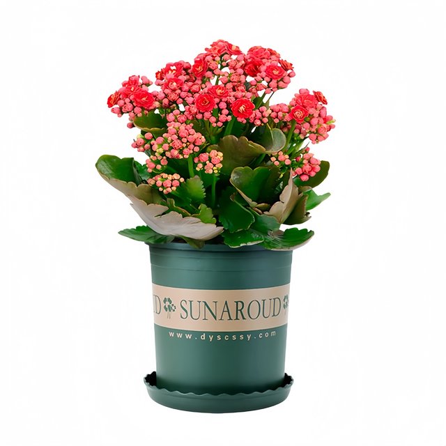 Longevity flower potted double large flowers with buds seedlings are good for all seasons flowering plants indoor desktop flowers and green plants