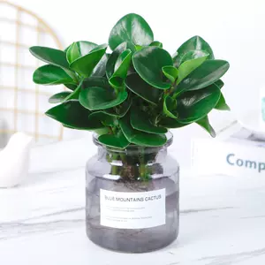 碧玉盆栽室内 Top 600件碧玉盆栽室内 22年11月更新 Taobao 碧玉盆栽室内 Top 600件碧玉盆栽室内 22年11月更新 Taobao