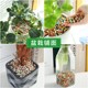 Colored ceramsite particles for flower bottom flower paving, breathable flower cultivation, hydroponic potted paving stone, succulent nutrition