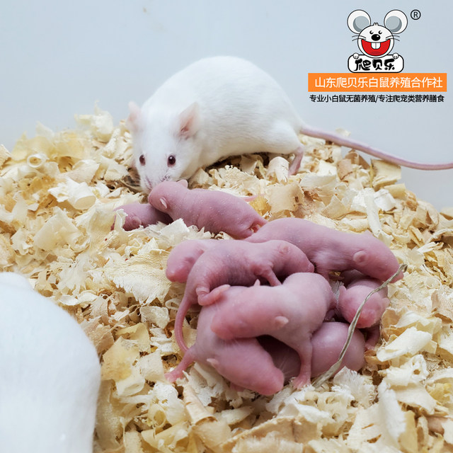 Little white rats breeding group living in a living one, one male and ...