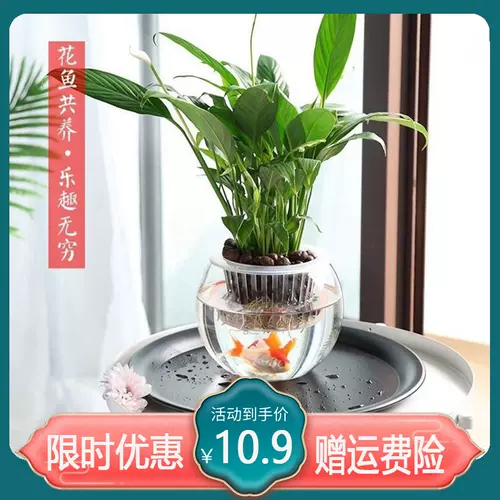 水耕盆栽 新人首单立减十元 22年2月 淘宝海外