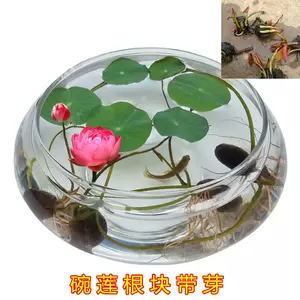 水栽培花 新人首单立减十元 22年9月 淘宝海外