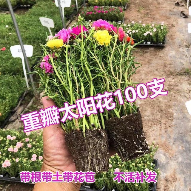 Double petal sun flower pot seedlings, large flowers, roots, flower buds, plants indoors and outdoors, good flowers