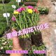 Double petal sun flower pot seedlings, large flowers, roots, flower buds, plants indoors and outdoors, good flowers