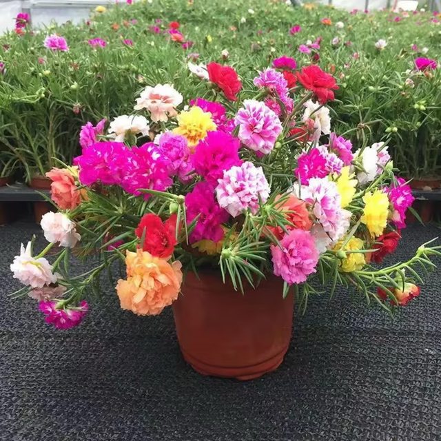Double petal sun flower pot seedlings, large flowers, roots, flower buds, plants indoors and outdoors, good flowers