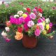 Double petal sun flower pot seedlings, large flowers, roots, flower buds, plants indoors and outdoors, good flowers