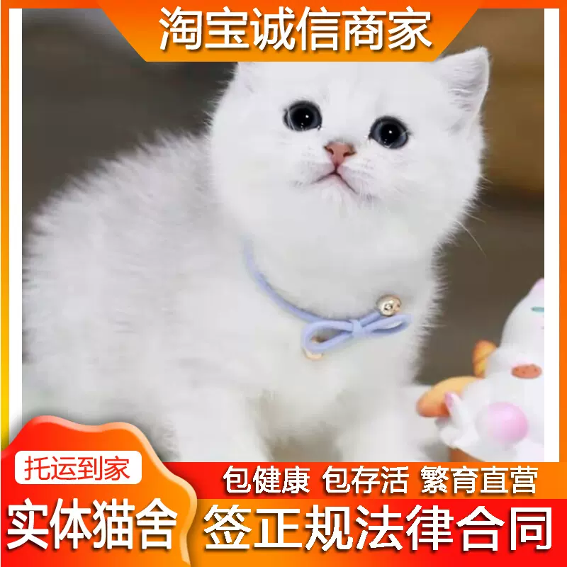 上海 实体猫舍 温顺白色小猫咪纯种英短猫蓝色眼睛